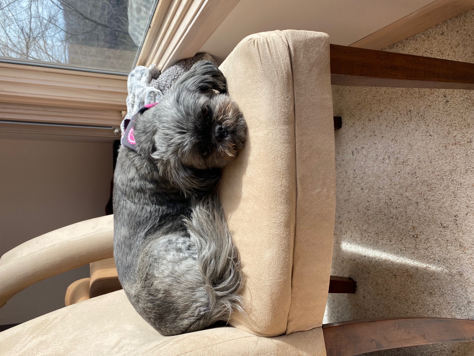 Sadie 3